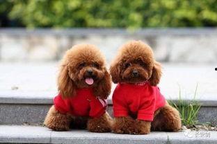 天门泰迪爆料视频大全集,揭秘幕后真相